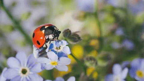 Ladybug on small blue flowers Stock Footage 241726826