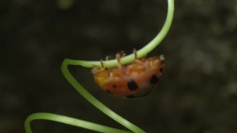 Ladybug is a small, colorful beetle with red wings. Stock Footage 312345118