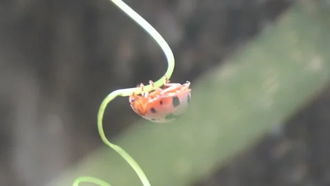 Ladybug is a small, colorful beetle with red wings. Stock Footage 312345144