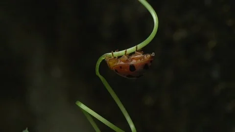 Ladybug is a small, colorful beetle with red wings. Stock Footage 312345145