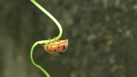 Ladybug is a small, colorful beetle with red wings. Stock Footage 312345266