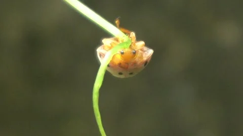 Ladybug is a small, colorful beetle with red wings. Stock Footage 312345387