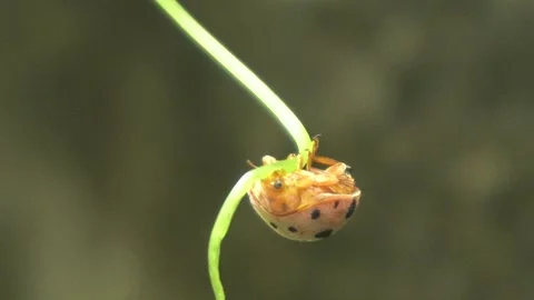 Ladybug is a small, colorful beetle with red wings. Stock Footage 312345467