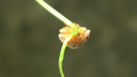Ladybug is a small, colorful beetle with red wings. Stock Footage 312345476