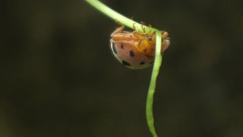 Ladybug is a small, colorful beetle with red wings. 스톡 동영상 312347749