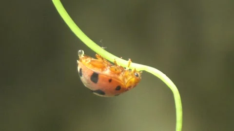 Ladybug is a small, colorful beetle with red wings. 스톡 동영상 312348725