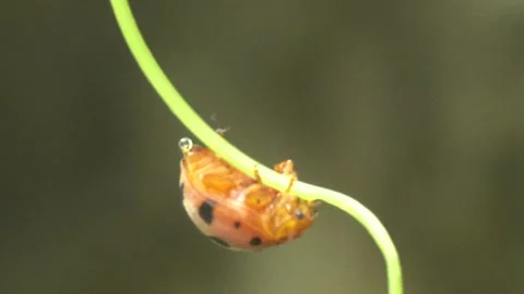 Ladybug is a small, colorful beetle with red wings. 스톡 동영상 312349120