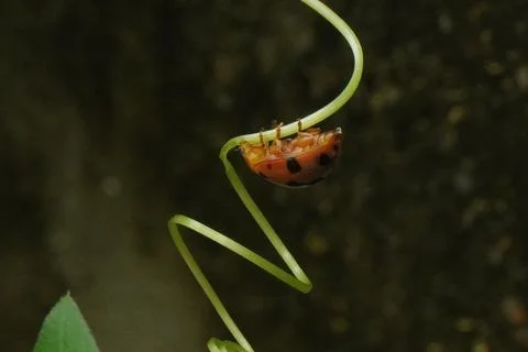 Ladybug is a small, colorful beetle with red wings and black spots Stock Photos