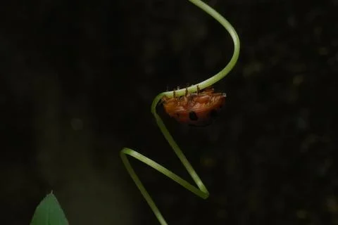 Ladybug is a small, colorful beetle with red wings and black spots Stock Photos