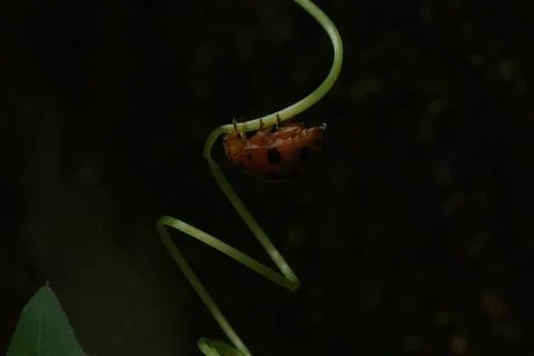 Ladybug is a small, colorful beetle with red wings and black spots Stock Photos