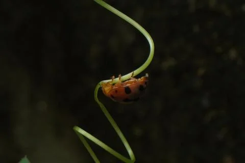 Ladybug is a small, colorful beetle with red wings and black spots Stock Photos