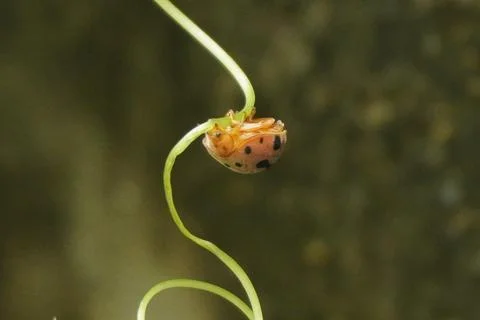 Ladybug is a small, colorful beetle with red wings and black spots Stock Photos