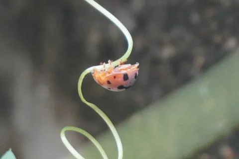 Ladybug is a small, colorful beetle with red wings and black spots Stock Photos