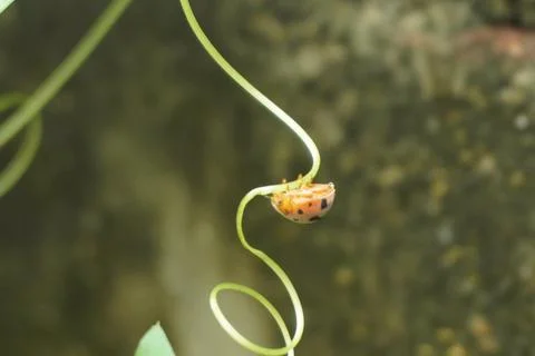 Ladybug is a small, colorful beetle with red wings and black spots Stock Photos