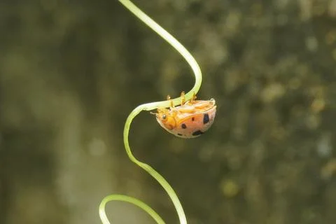 Ladybug is a small, colorful beetle with red wings and black spots Stock Photos