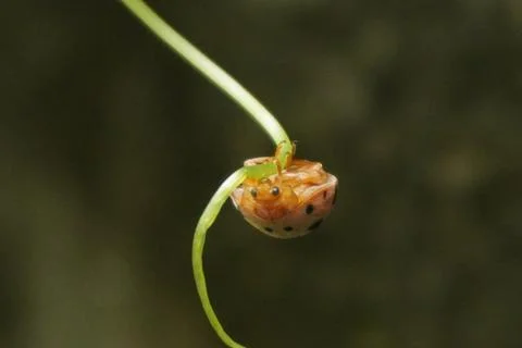 Ladybug is a small, colorful beetle with red wings and black spots Stock Photos