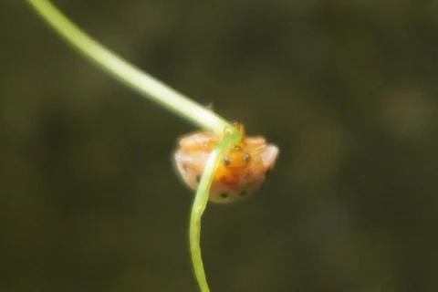 Ladybug is a small, colorful beetle with red wings and black spots Stock Photos