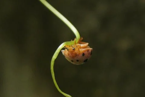 Ladybug is a small, colorful beetle with red wings and black spots Stock Photos