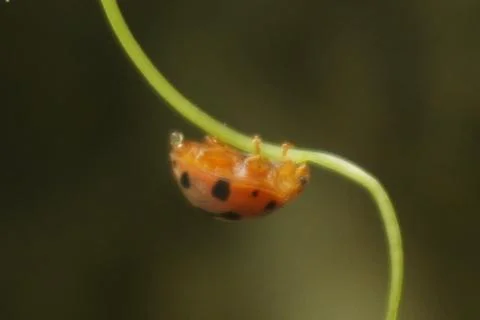 Ladybug is a small, colorful beetle with red wings and black spots Stock Photos