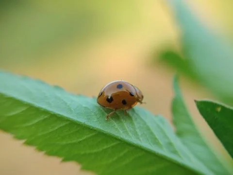 The ladybug is a small insect, Fotos Stock