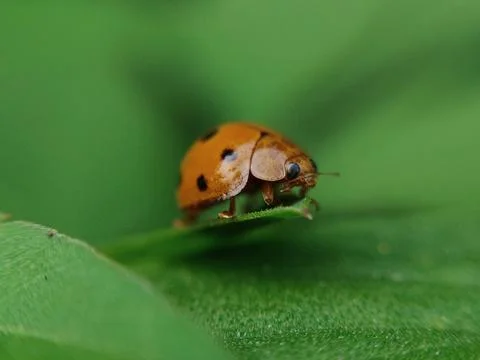The ladybug is a small insect, Fotos Stock