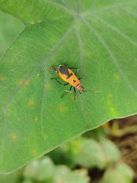 The ladybug is a small insect, Fotos Stock