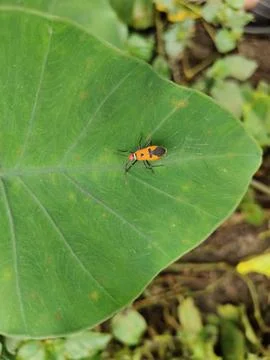 The ladybug is a small insect, Фото