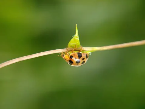 The ladybug is a small insect, Fotos Stock