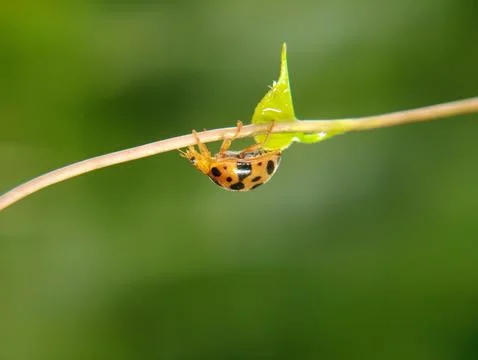 The ladybug is a small insect, Фото