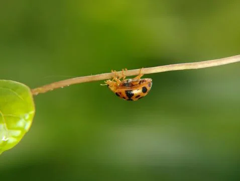 The ladybug is a small insect, Stockfoto's