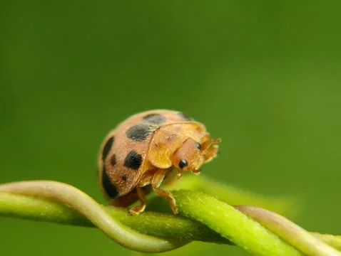 The ladybug is a small insect, Fotos Stock