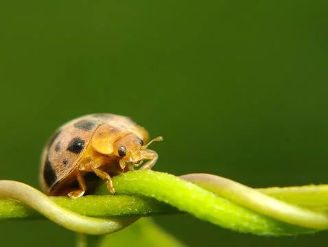 The ladybug is a small insect, 스톡 사진