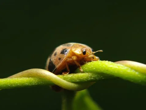 The ladybug is a small insect, Fotos Stock
