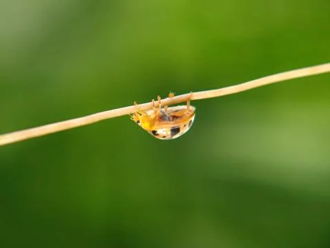 The ladybug is a small insect, Fotos de archivo