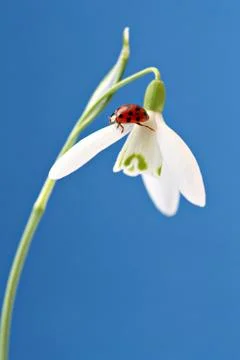 Ladybug on snowdrop Stock Photos