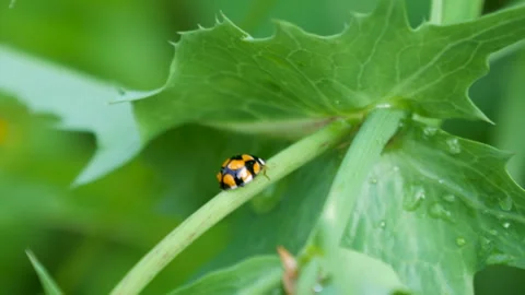 Ladybug, specifically a Coccinella septempunctata, also known as the seven-s Stock Footage 256736932