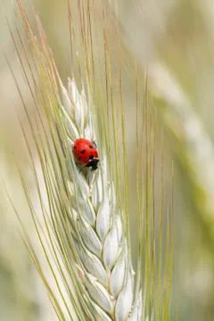 Ladybug on a spike Stock Photos