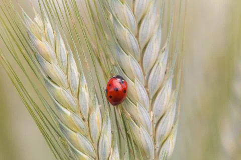 Ladybug on a spike Stock Photos
