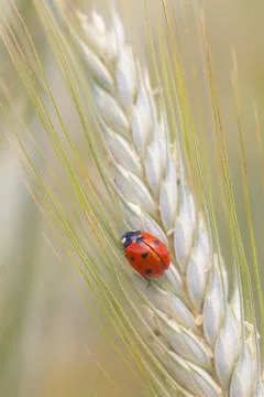 Ladybug on a spike Stock Photos
