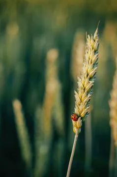 Ladybug on a spike of wheat in the sun's rays of sunset Stock Photos