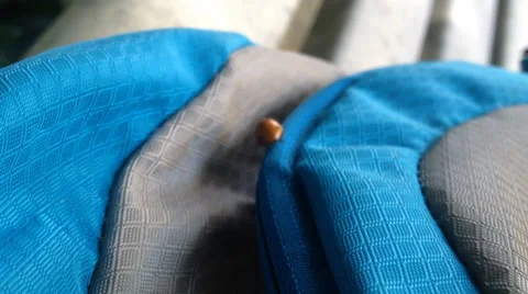 Ladybug on a  sport bag Stock Footage 66758153