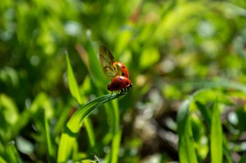 The ladybug spread its wings and wants to fly away from the stalk of grass Stock Photos