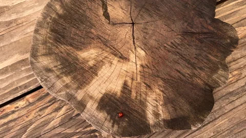 Ladybug spread wings on round tree lug flying out Stock Footage 196923165