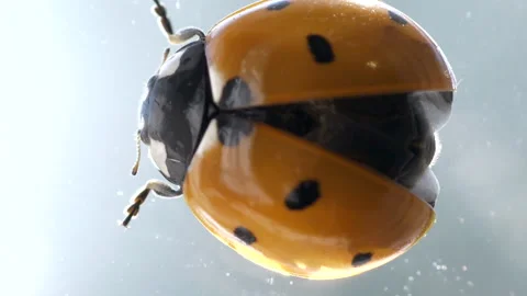 Ladybug spreading wings in macro close up view 스톡 동영상 157747639
