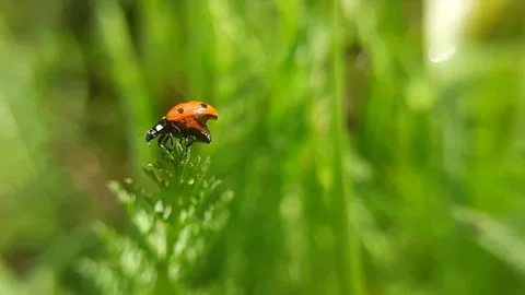 A ladybug spreads its wings and takes off from a green blade of grass. 스톡 동영상 241687722