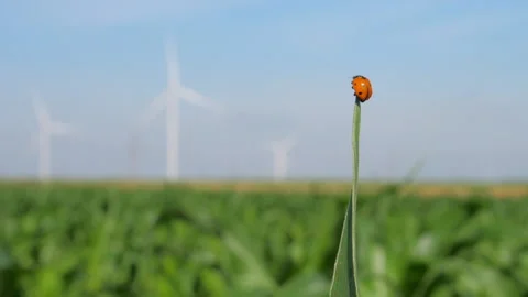 Ladybug spreads wings and flies away against wind turbines 스톡 동영상 166555090