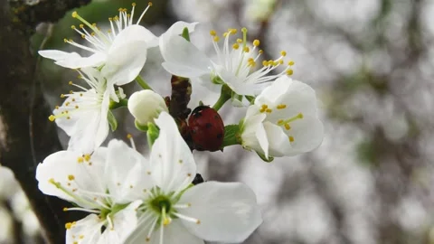 Ladybug on a spring branch with white blooming flowers in the forest Stock Footage 271628762