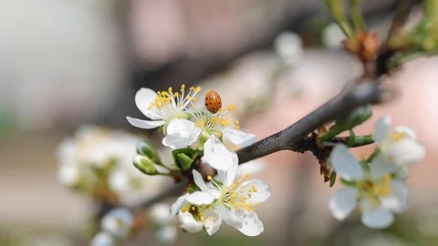 Ladybug on spring flower Stock Footage 127526759