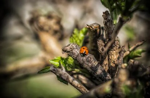 Ladybug in Spring Stock Photos