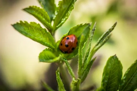 Ladybug in Spring Stock Photos